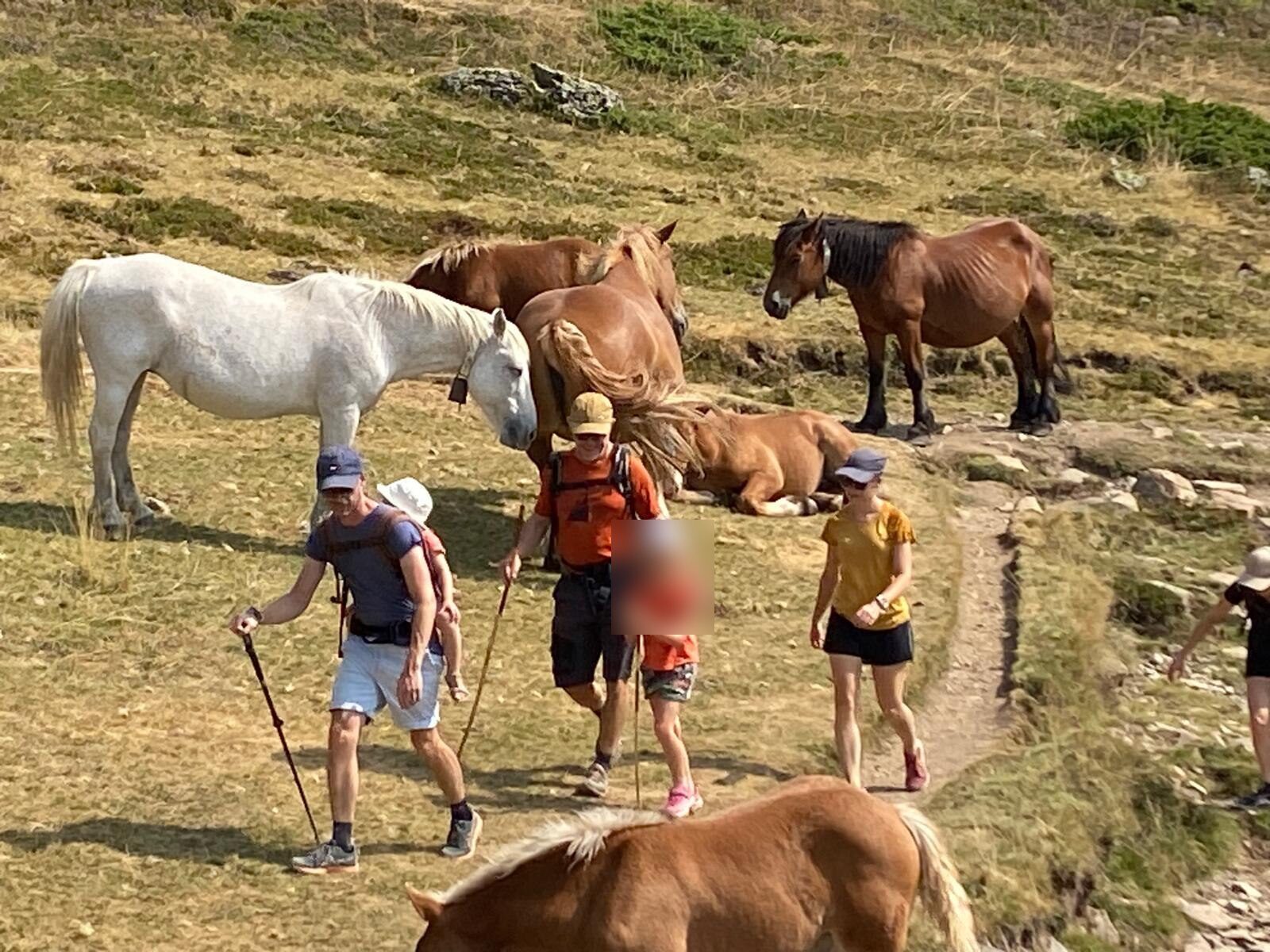 Famille en randonnée croisant des chevaux en liberté dans la vallée d'Ossau
