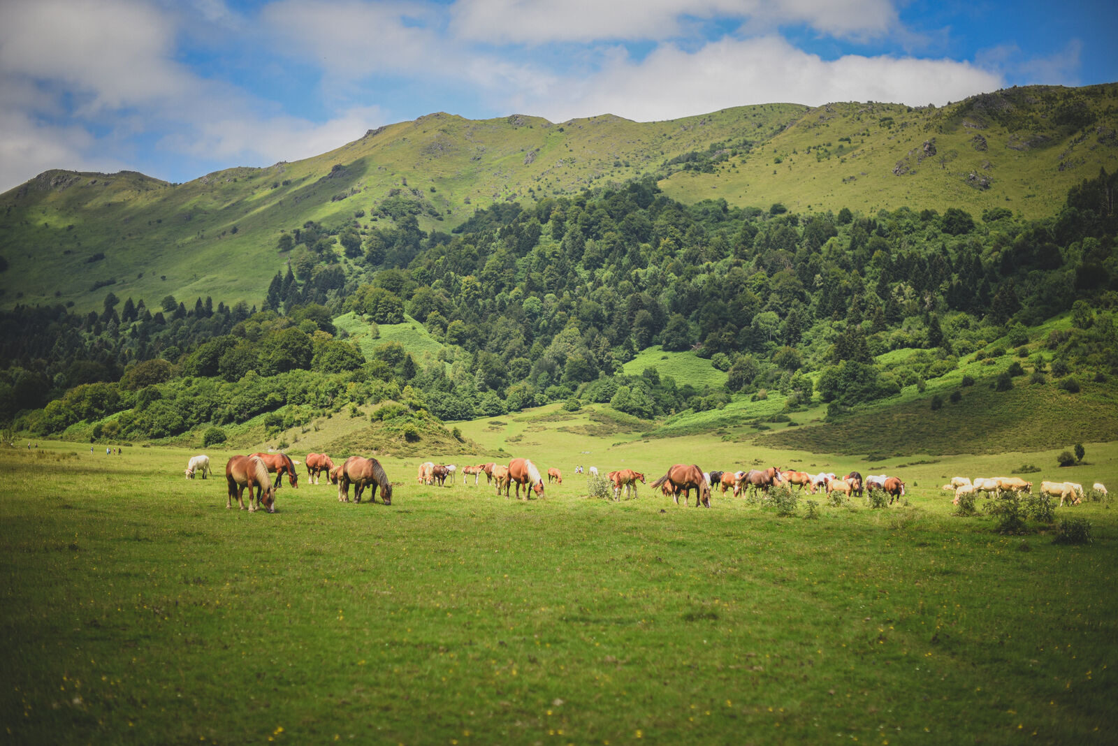 Chevaux dans les paturages