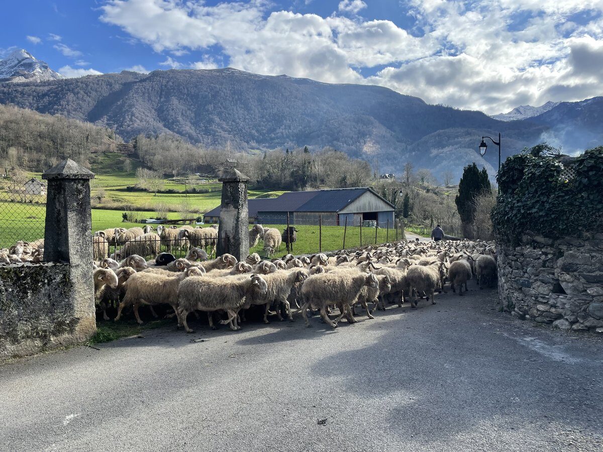 Troupeau de brebis traversant Béost